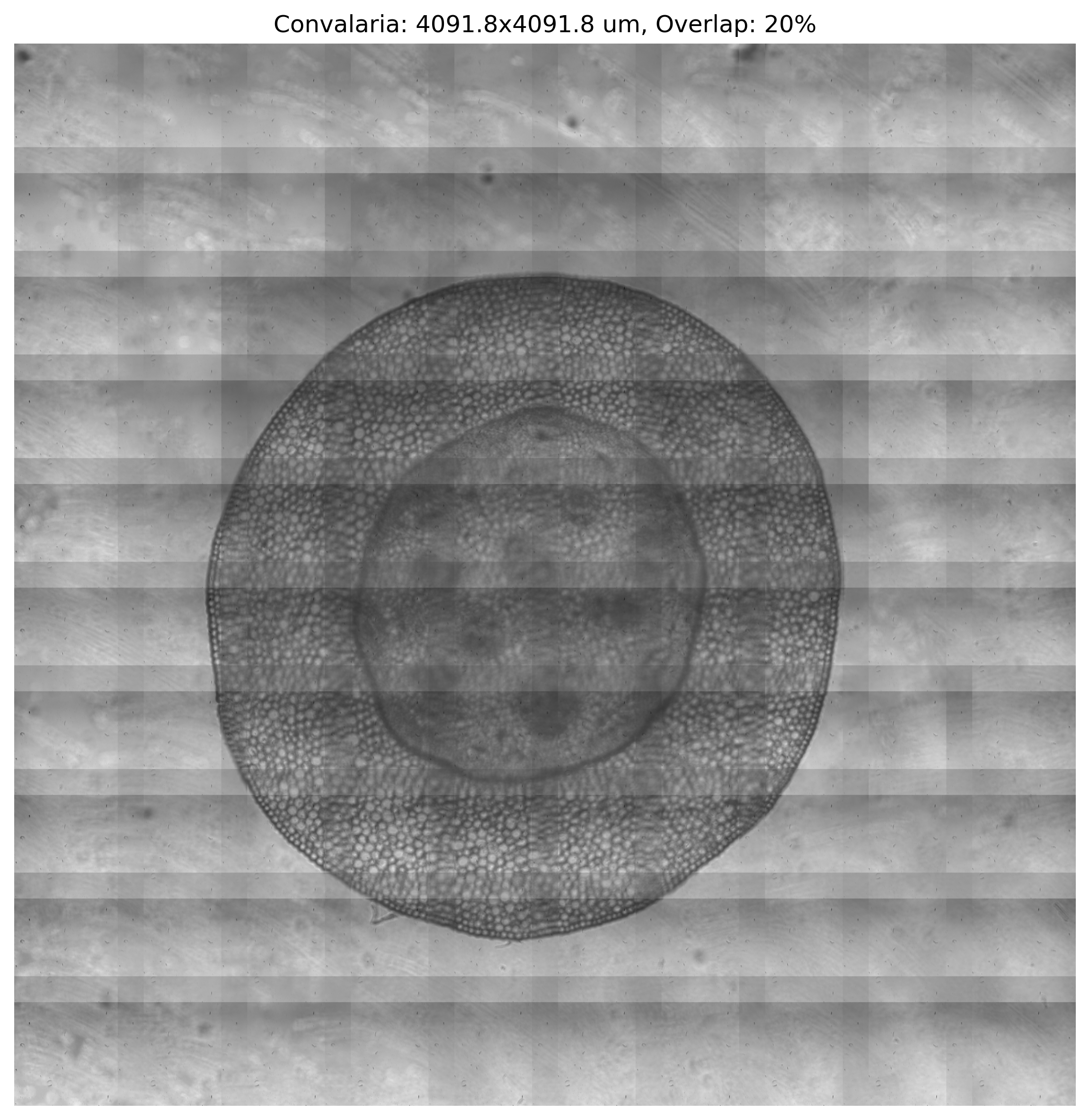 Stitched panorama of a Convalaria sample